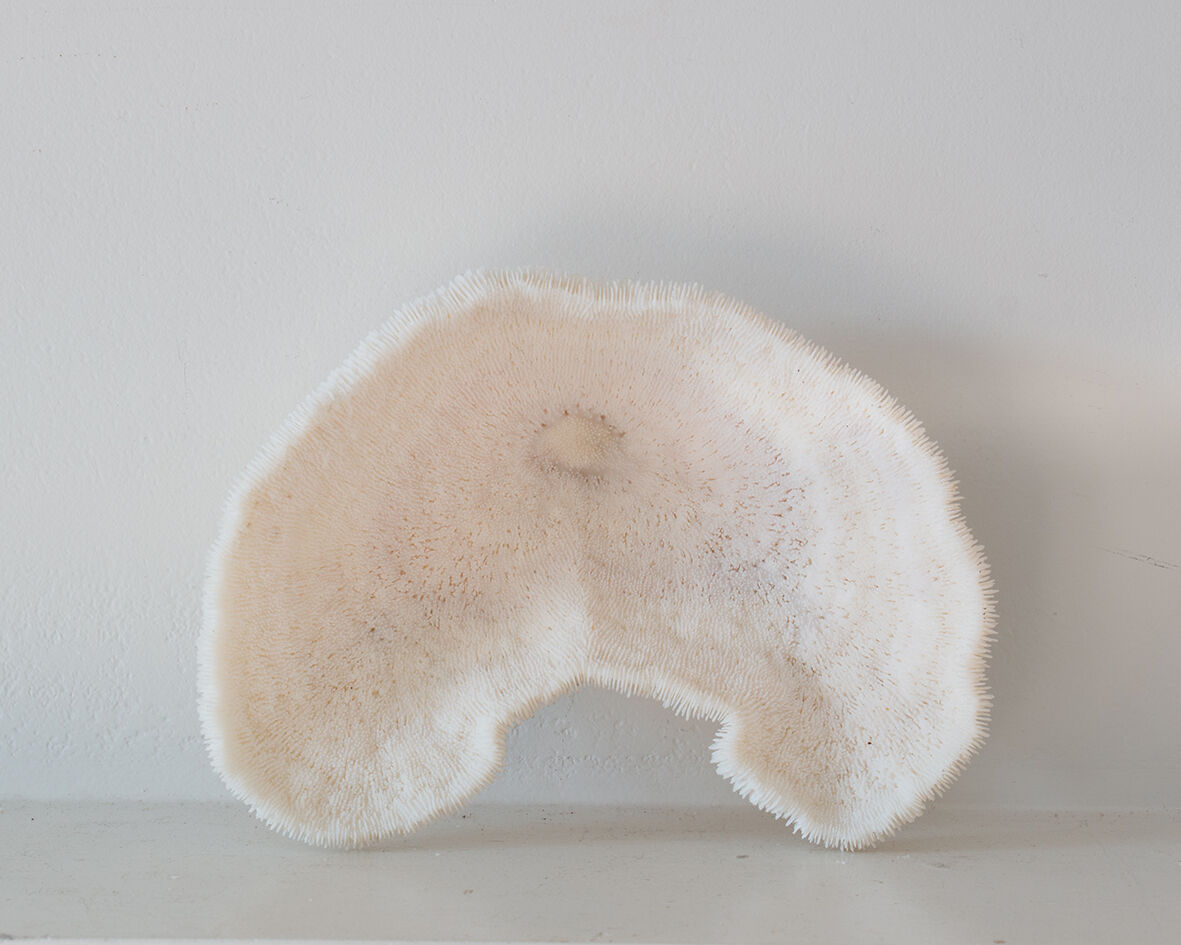 Old white coral 18 cm