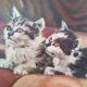 Tableau petits chats 1947