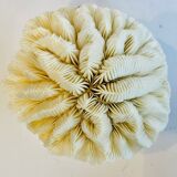 Coquillage - corail