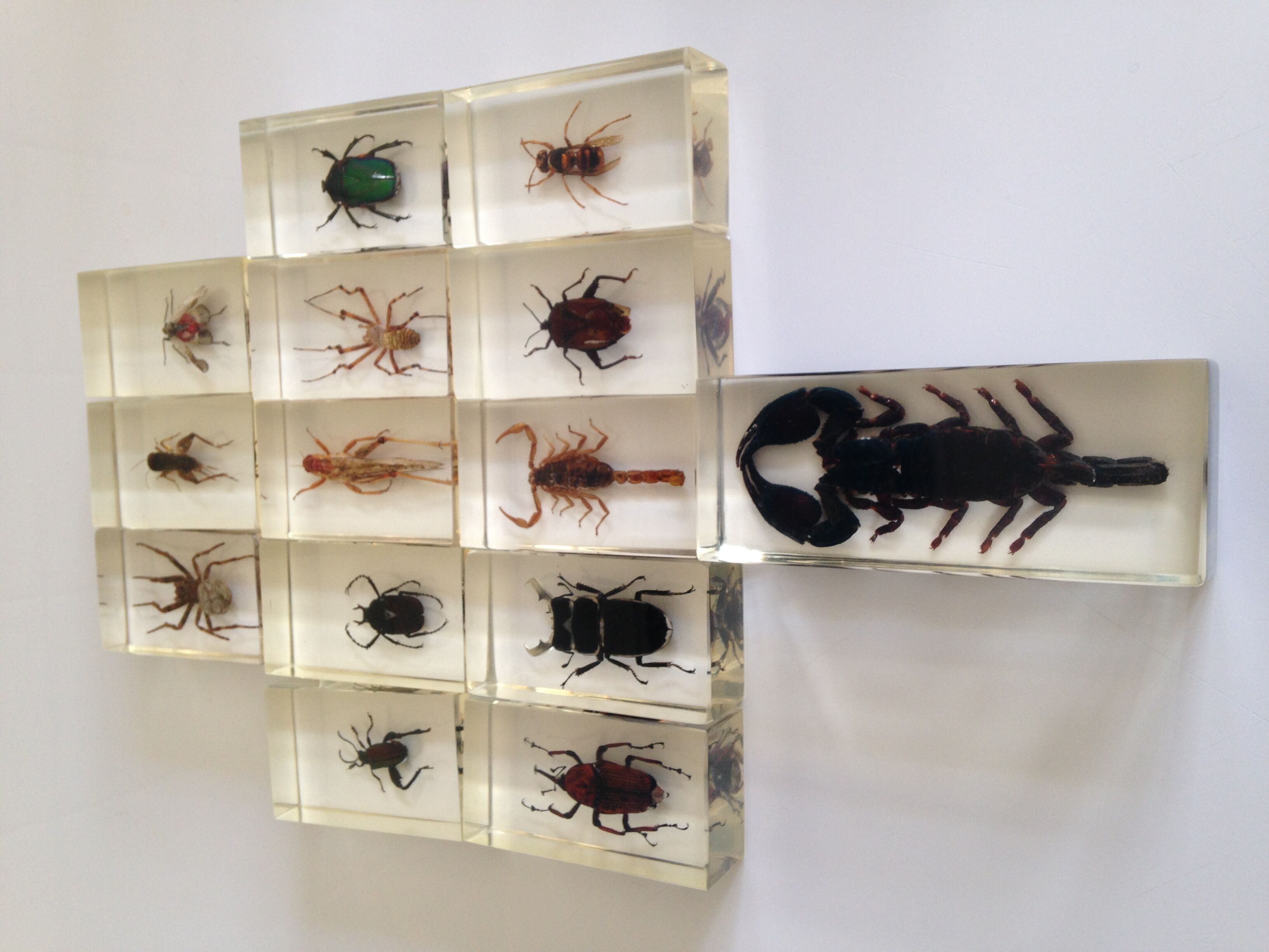 Insects in resin inclusion