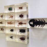 Insects in resin inclusion