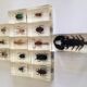 Insectes en inclusion résine
