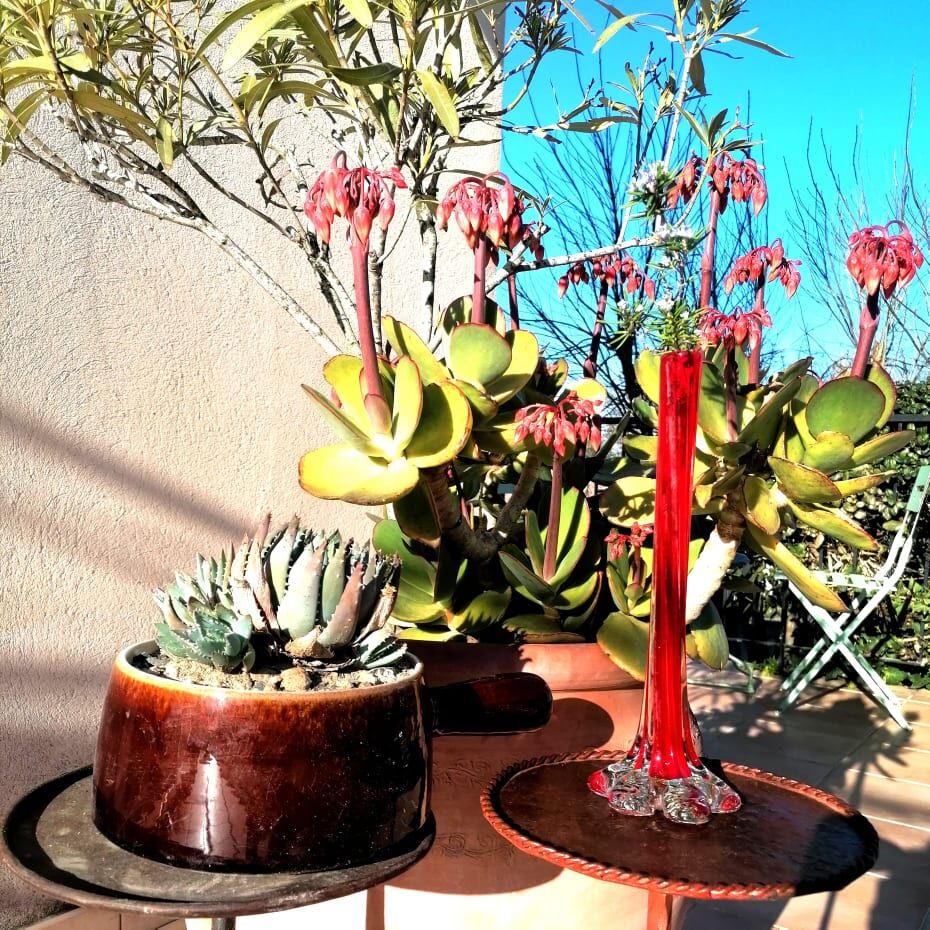 Red Soliflore Murano style, circa 1970