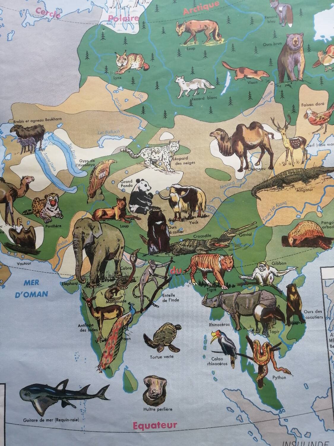 Vintage school map mdi North America-Asia Wildlife