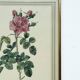 Floral illustration