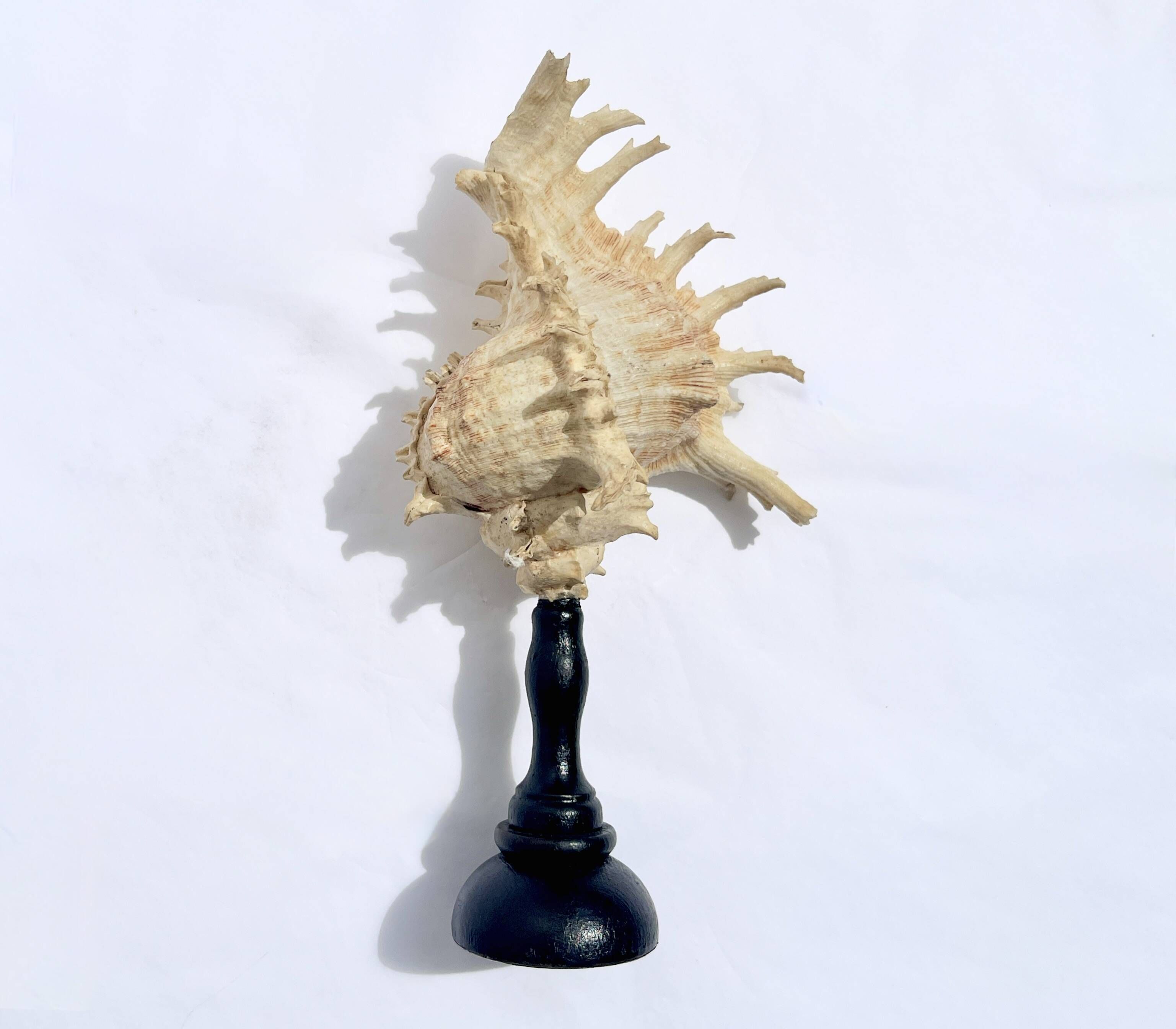 Old Murex Ramosus shell on turned wooden base Napoleon III 19th century cabinet of curiosities