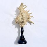 Old Murex Ramosus shell on turned wooden base Napoleon III 19th century cabinet of curiosities