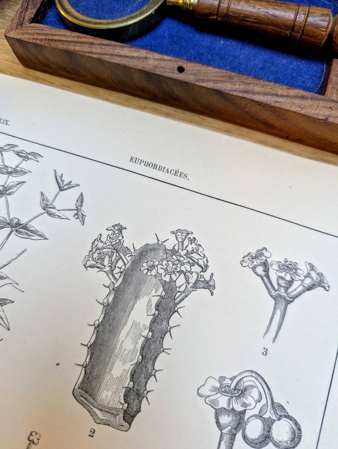 Printed in 1889, the Euphorbiaceae. Antique botanical plate.