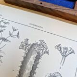 Printed in 1889, the Euphorbiaceae. Antique botanical plate.