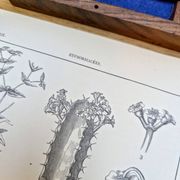 Imprimée en 1889, les Euphorbiacées. Planche botanique ancienne.