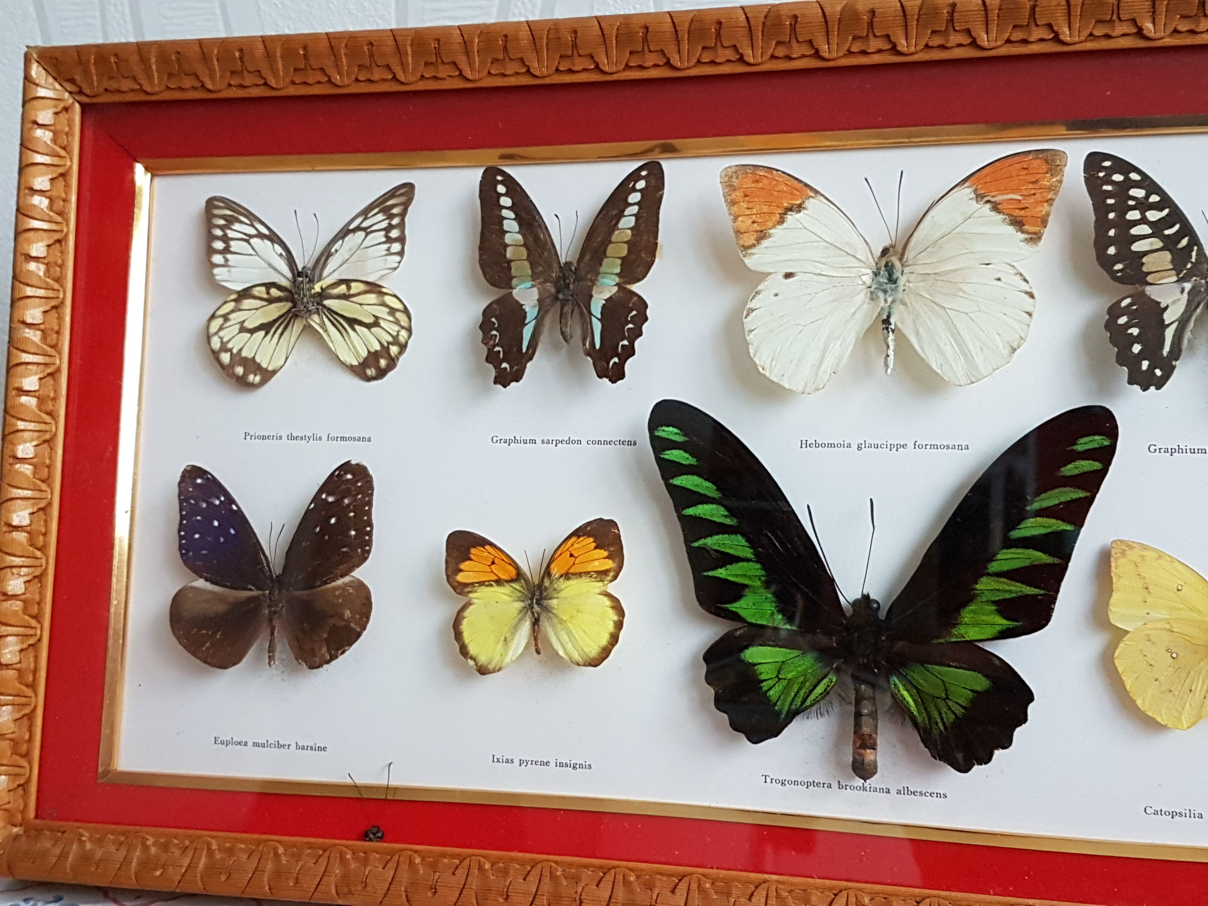 Framing Ten Butterflies- including rare Trogonoptera Brookiana