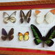 Framing Ten Butterflies- including rare Trogonoptera Brookiana