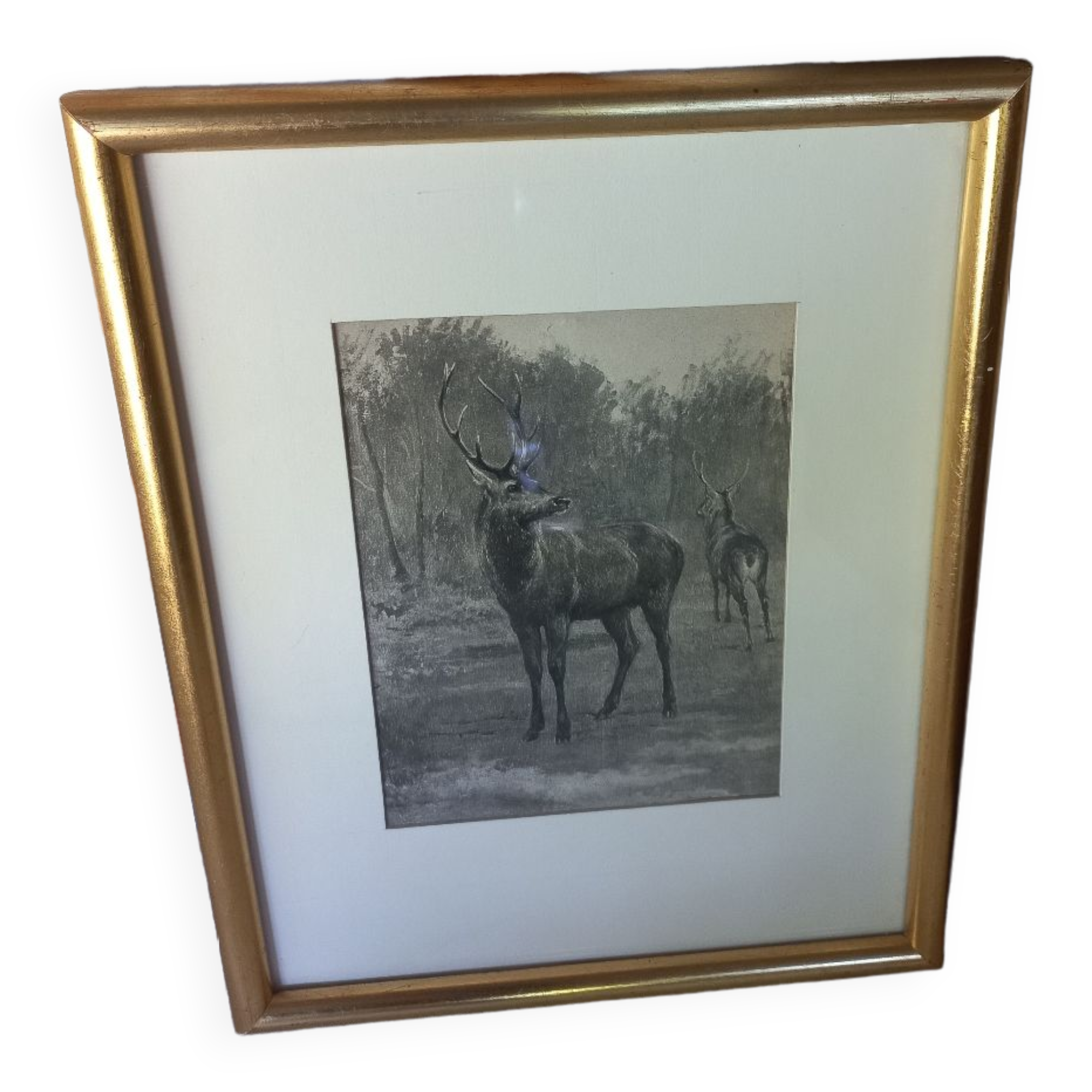 Antique engraving framed two deer in the forest