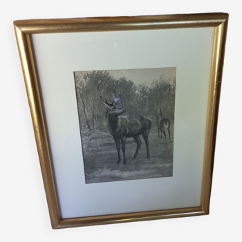 Antique engraving framed two deer in the forest