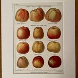 Lithograph on apples - 1920