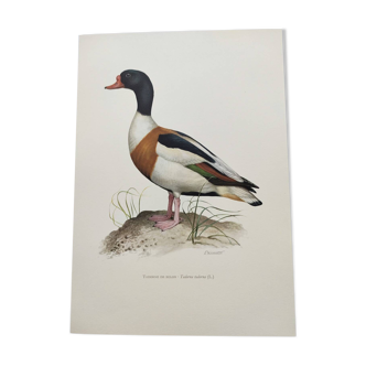 Planche oiseaux Années 60 - Tadorne de Belon - Illustration ornithologique canard