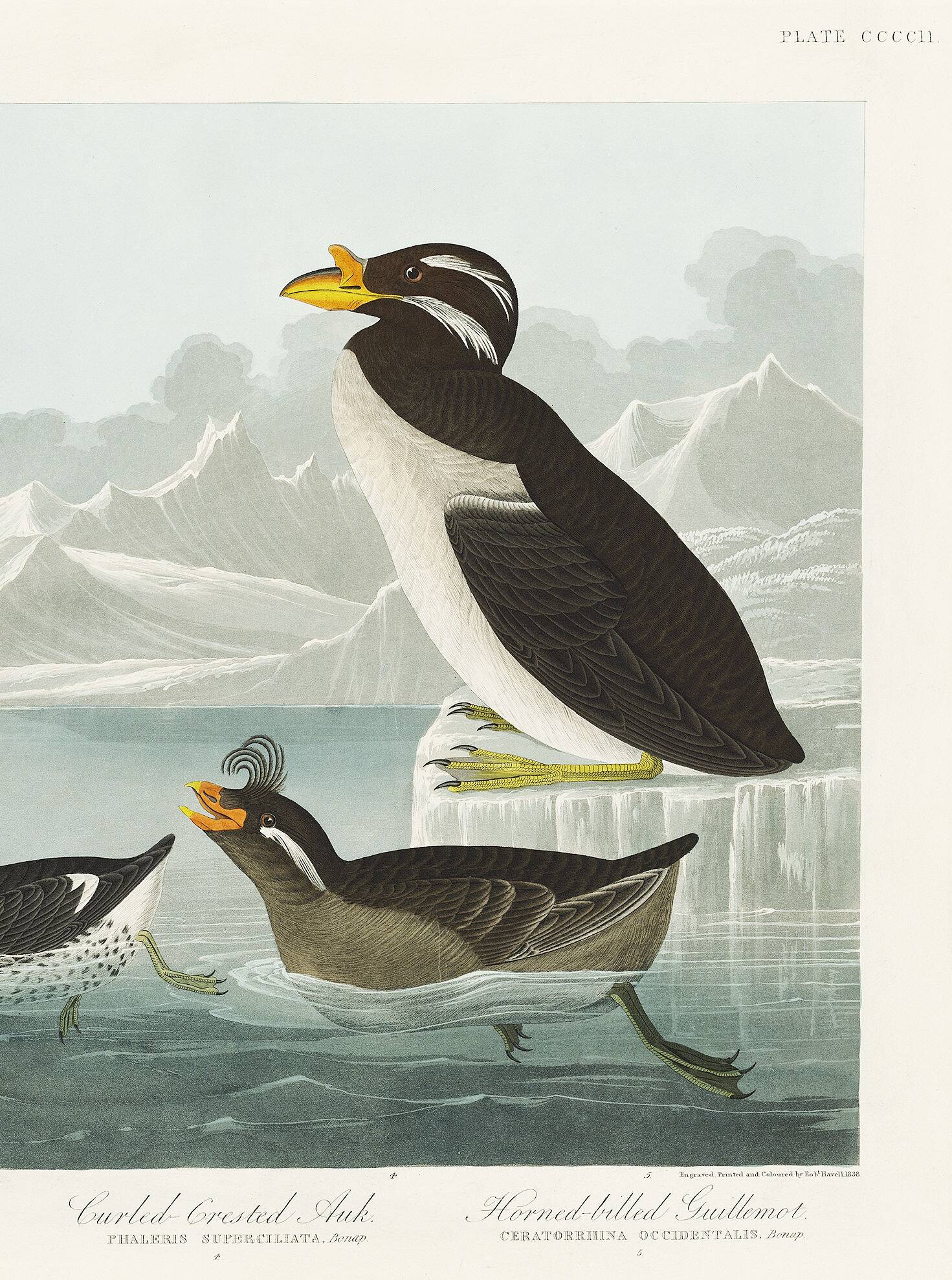Poster about guillemots and Arctic penguins, based on an engraving