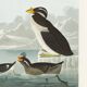 Poster about guillemots and Arctic penguins, based on an engraving