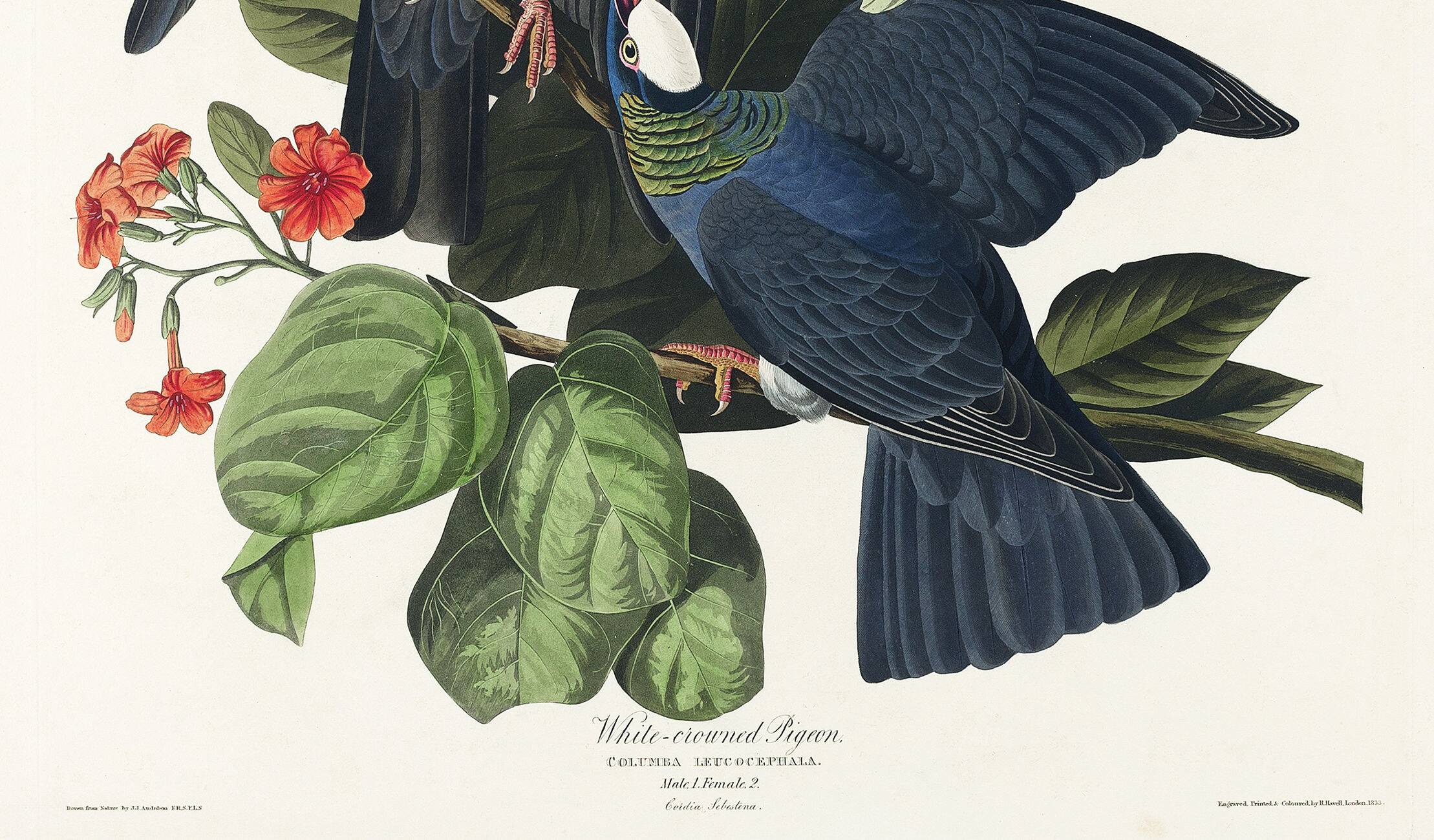 Poster of the White-crowned Pigeon, after an old engraving