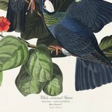 Poster of the White-crowned Pigeon, after an old engraving
