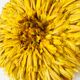 Juju hat jaune 60 cm