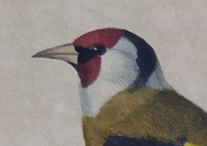 Ornithological board "Veuve to 4 Brins. Dominican - Chardonnert - Tarin" Buffon 1840