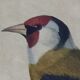 Ornithological board "Veuve to 4 Brins. Dominican - Chardonnert - Tarin" Buffon 1840