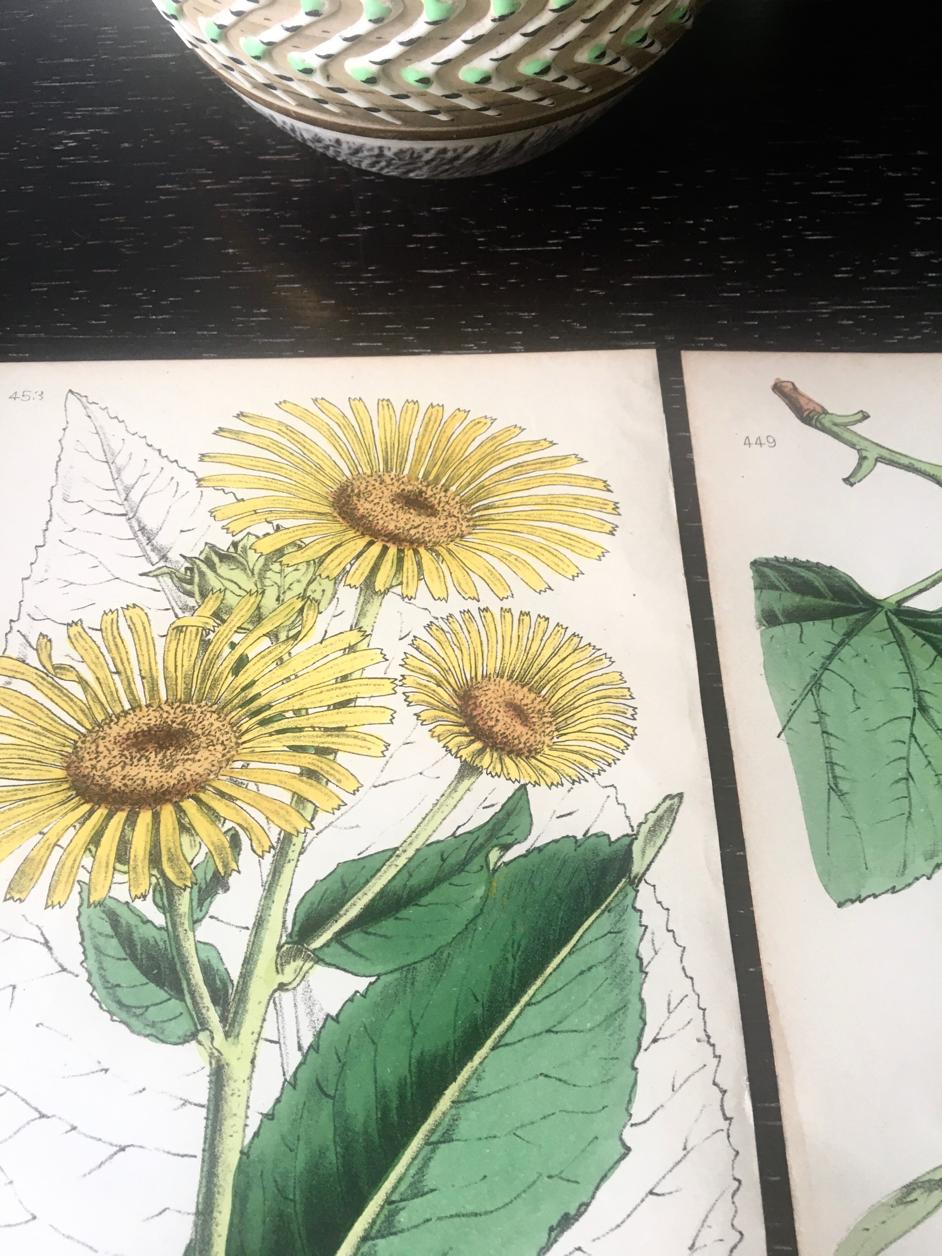 English botanical board duo, Ed 1878