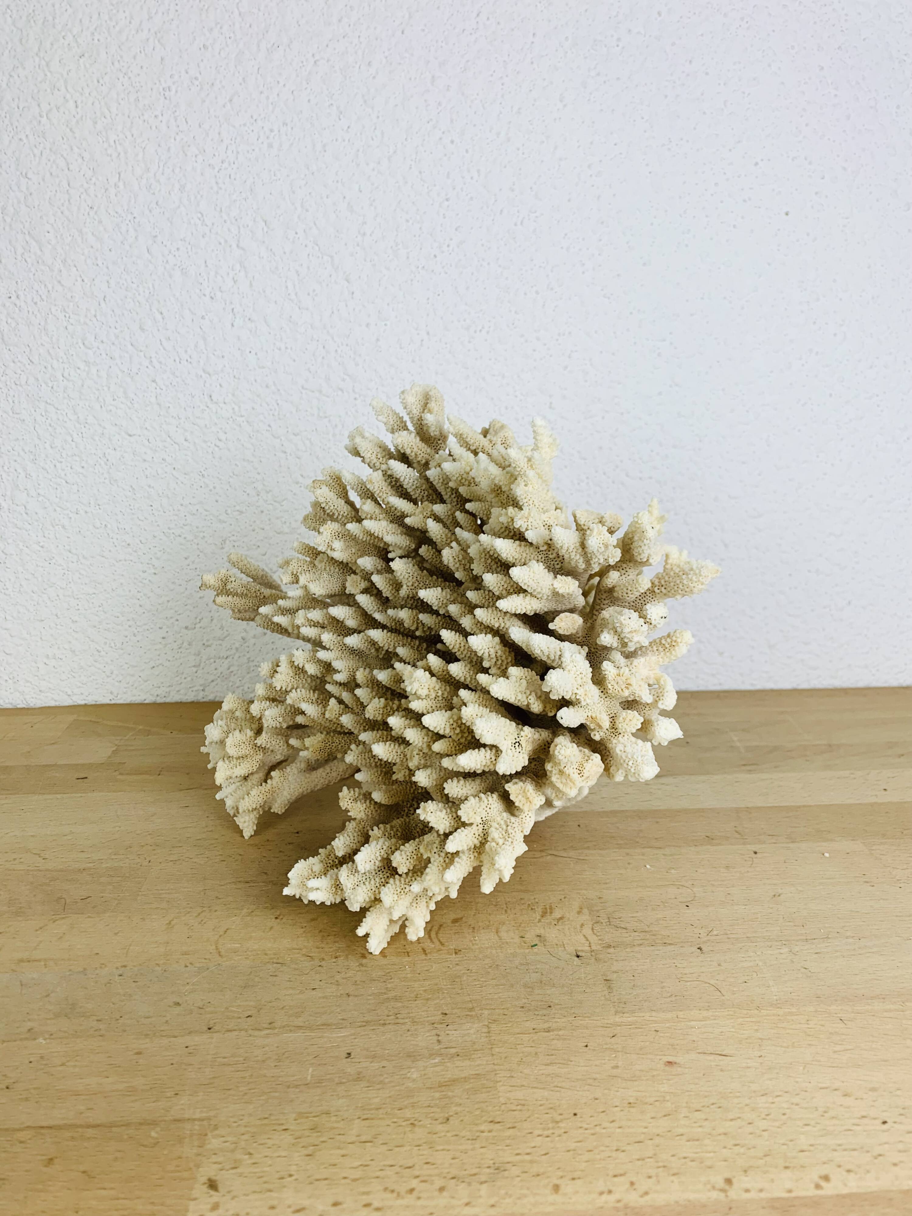 Old coral 29 cm