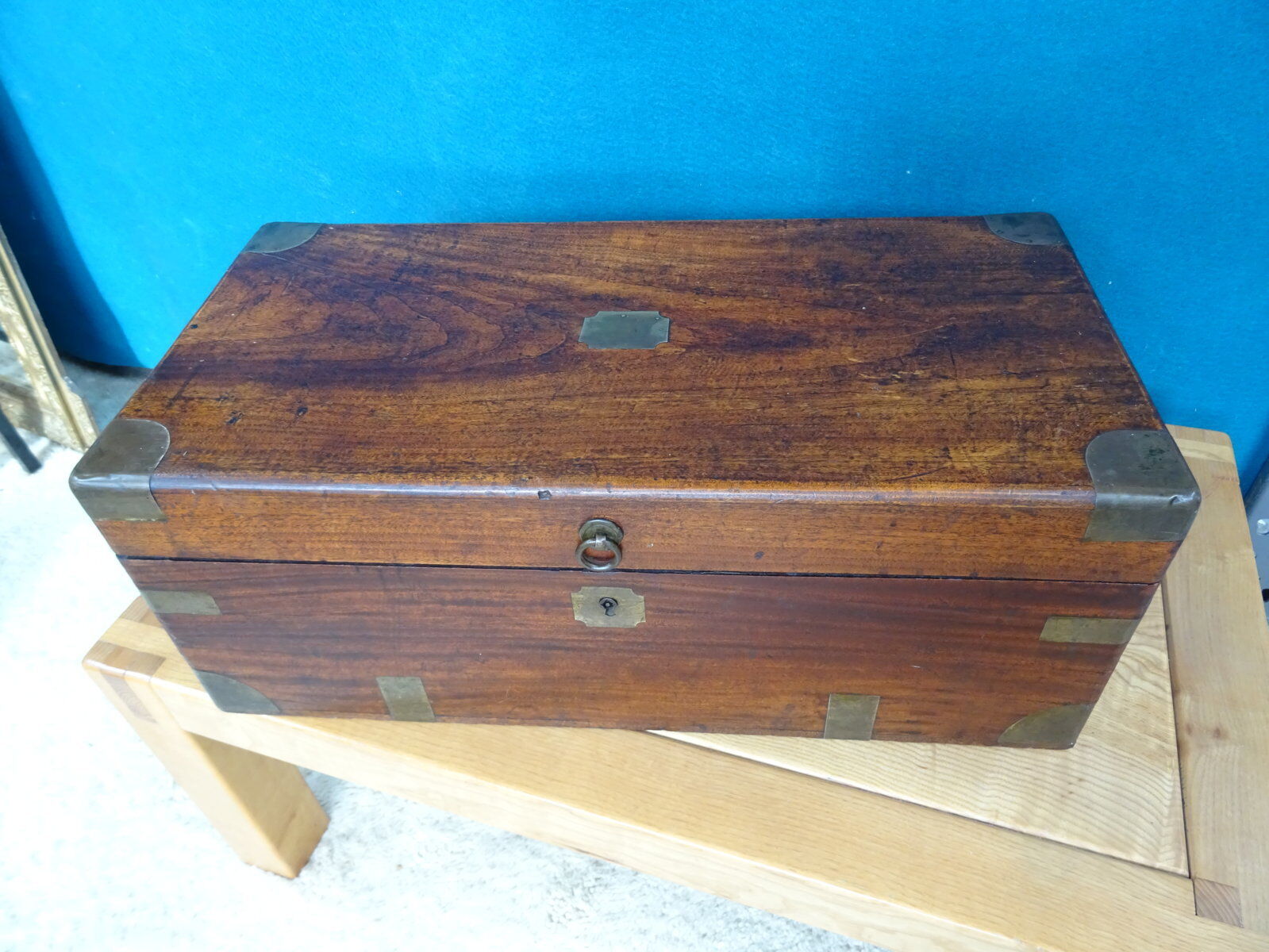 Old marine trunk in camphor tree