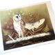Lithograph (large format) Owl Jobin Paris Grapholith