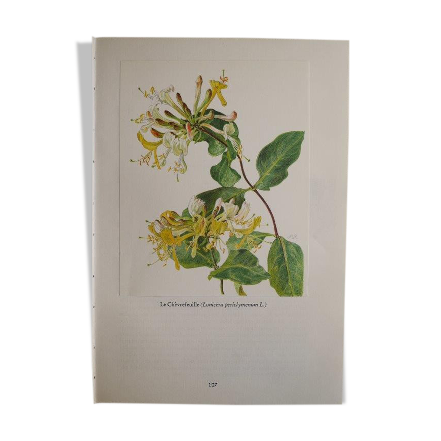 Planche botanique Chèvrefeuille