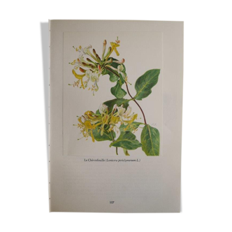 Honeysuckle botanical board