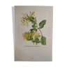 Honeysuckle botanical board