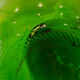 Dame-jeanne canister 54 L green glass 70s