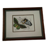 gravure ancienne encadrée  colorée de deux papillons début du 20 ème siècle