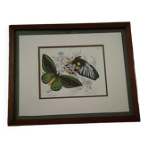 old framed colored engraving of two butterflies from the beginning of the 20th century