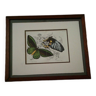 old colorful framed engraving of two butterflies early 20th century