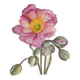 Fine art print 21x30 "The anemone" limited edition