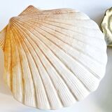 Shell box