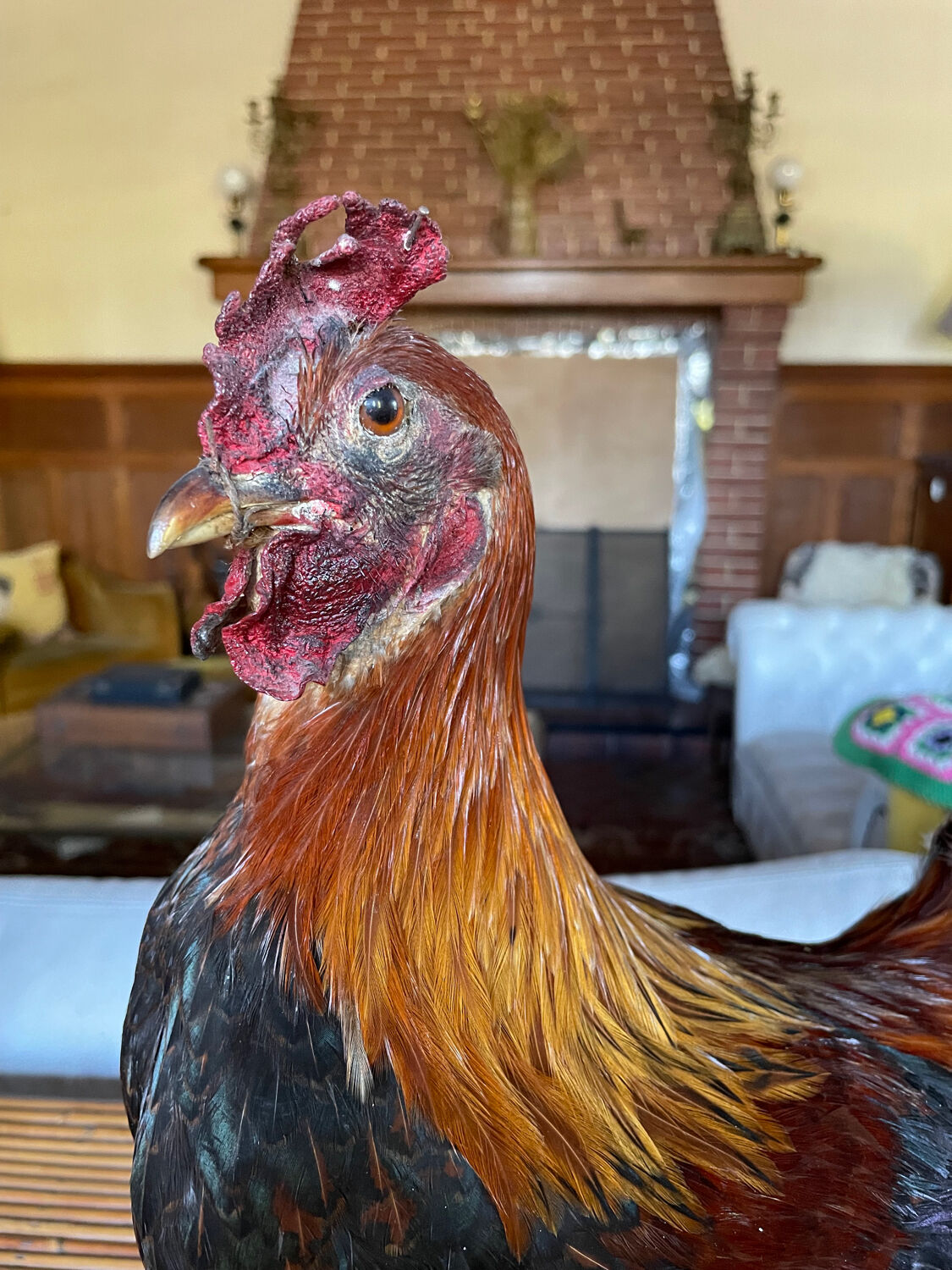 Taxidermy Rooster cabinet of curiosities