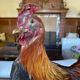 Taxidermy Rooster cabinet of curiosities