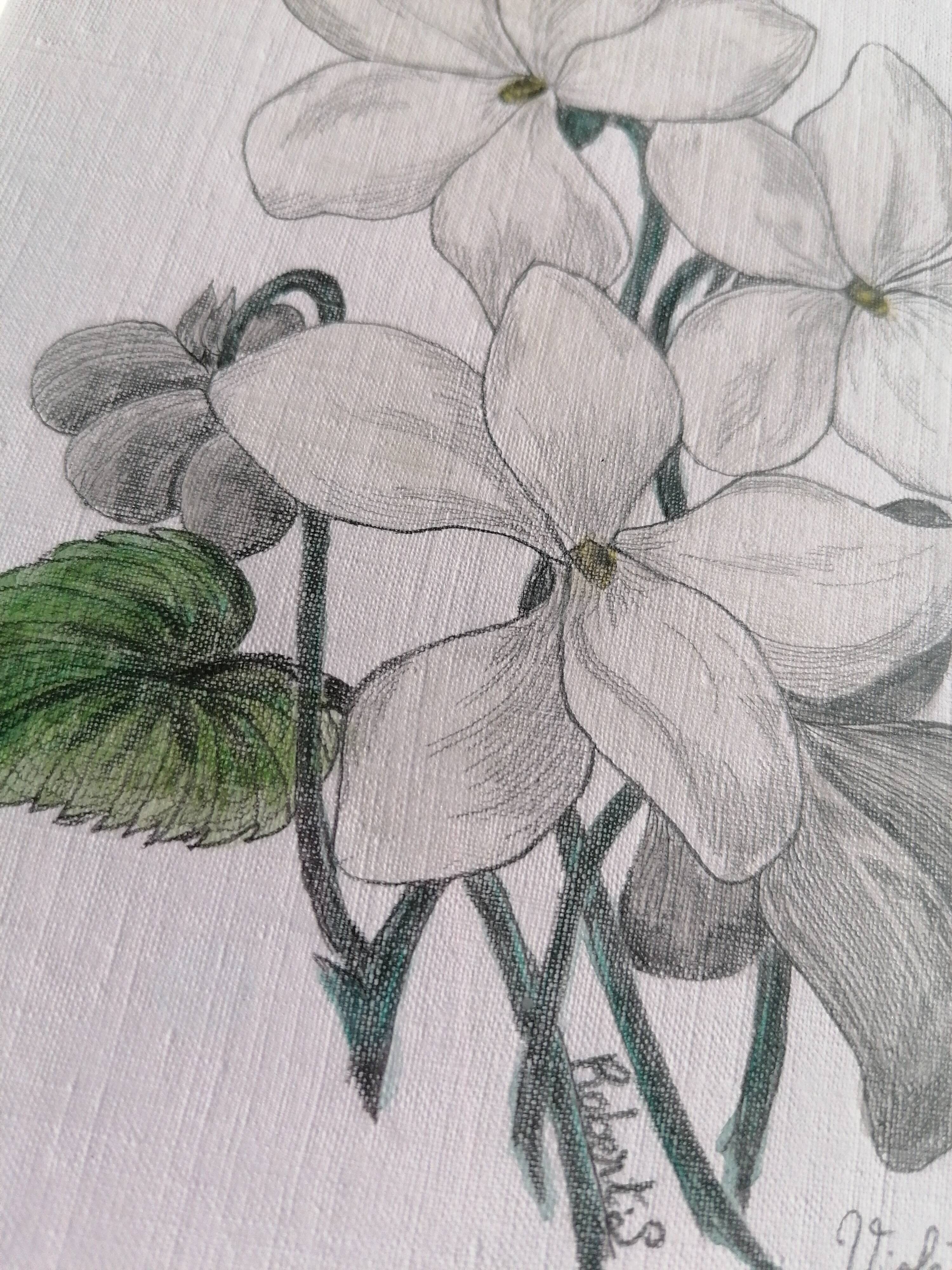 Violets, botanical drawing