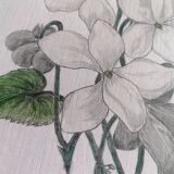 Violets, botanical drawing