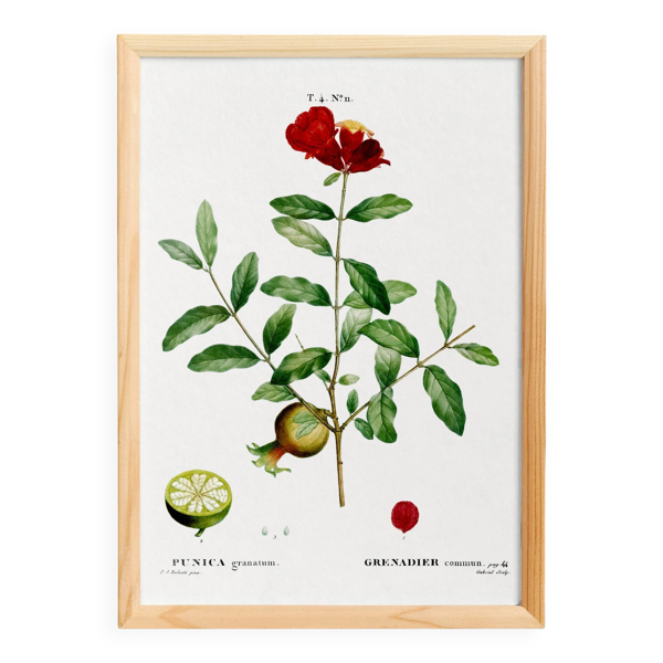 Affiche botanique sur le grenadier, d’après une gravure ancienne de 1802
