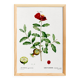Botanical poster about the pomegranate tree, based on an old engraving from 1802