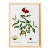 Botanical poster about the pomegranate tree, based on an old engraving from 1802