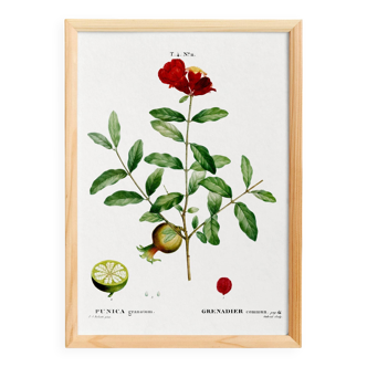 Botanical poster about the pomegranate tree, based on an old engraving from 1802