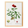 Botanical poster about the pomegranate tree, based on an old engraving from 1802