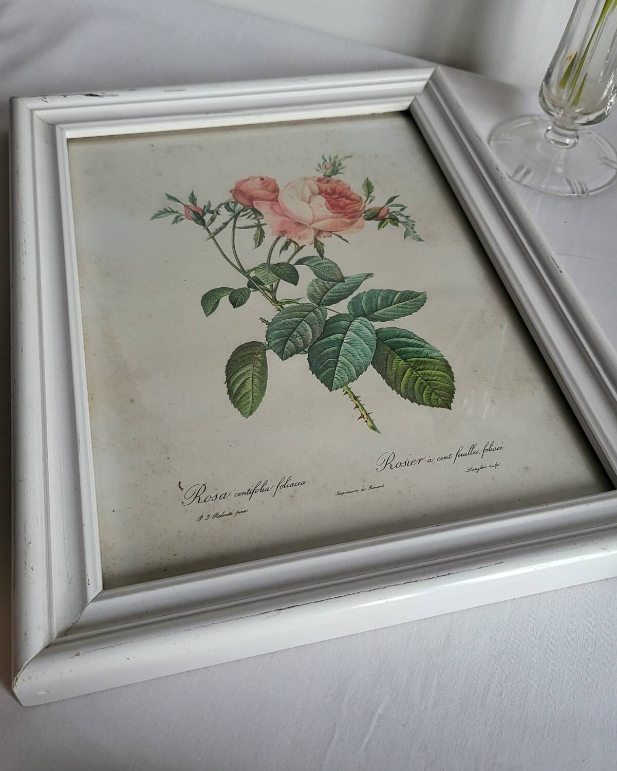 PJ Redouté - illustration botanique - Rosier à cent feuilles, Imp de R